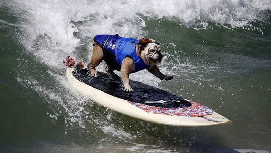 I Campeonato Europeo de Surf para Perros.